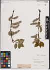 Foto von Salix caprea L.